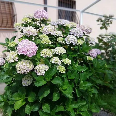 Ninfa Alburnea Anzio